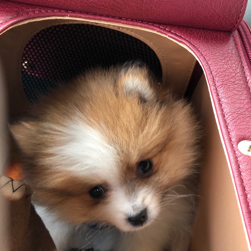 Meet your Posher, Wendi